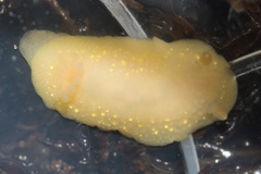 Cadlina modesta