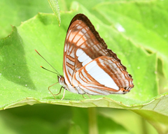 Adelpha thessalia