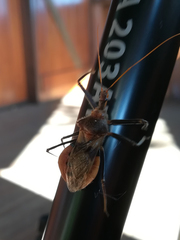 Pristhesancus chlamydatus