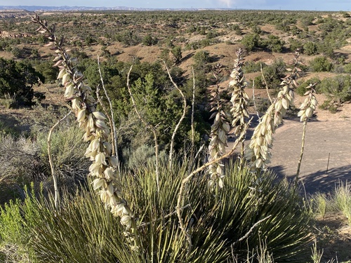 Yucca baileyi