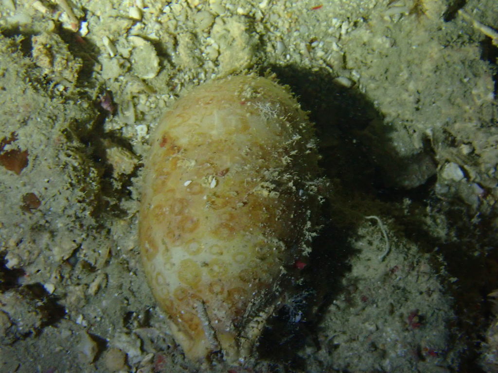 Eyed Cowrie