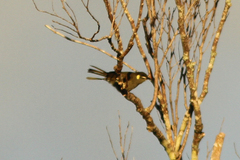 Meliphaga notata
