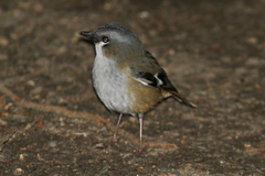 Gray-Headed Robin photo 4