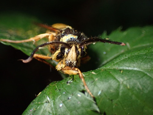 Red Oak Clearwing Moth photo 3