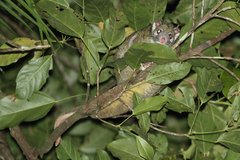 Pseudochirops archeri