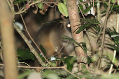 Dendrolagus lumholtzi