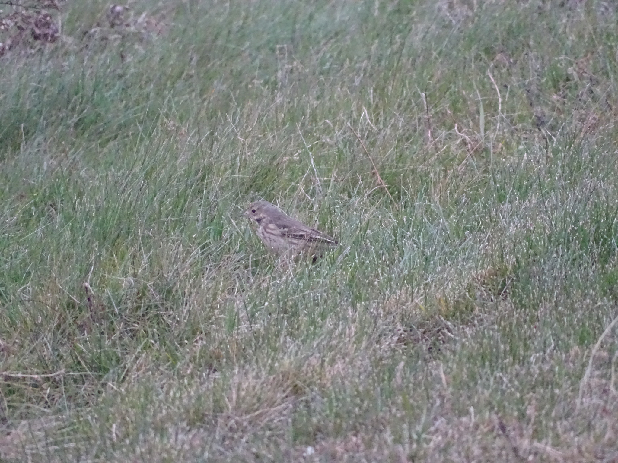 American Pipit
