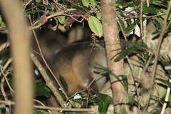 Dendrolagus lumholtzi