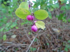 Symphoricarpos doorenbosii
