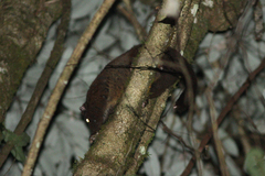 Hemibelideus lemuroides