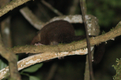 Hemibelideus lemuroides