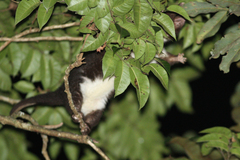 Pseudochirulus herbertensis