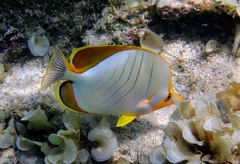 Chaetodon xanthocephalus