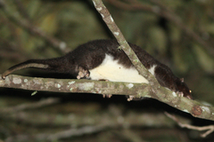 Pseudochirulus herbertensis