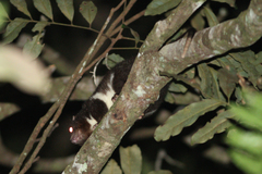 Pseudochirulus herbertensis