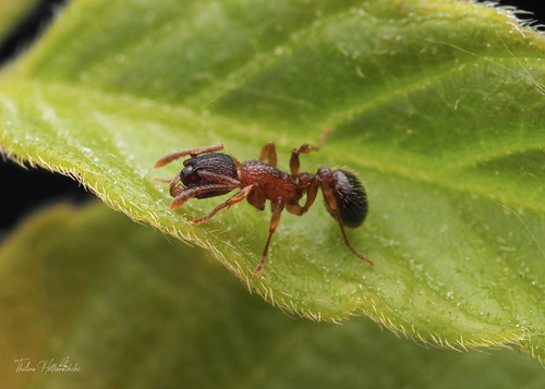 Myrmica nearcticaMyrmica nearctica