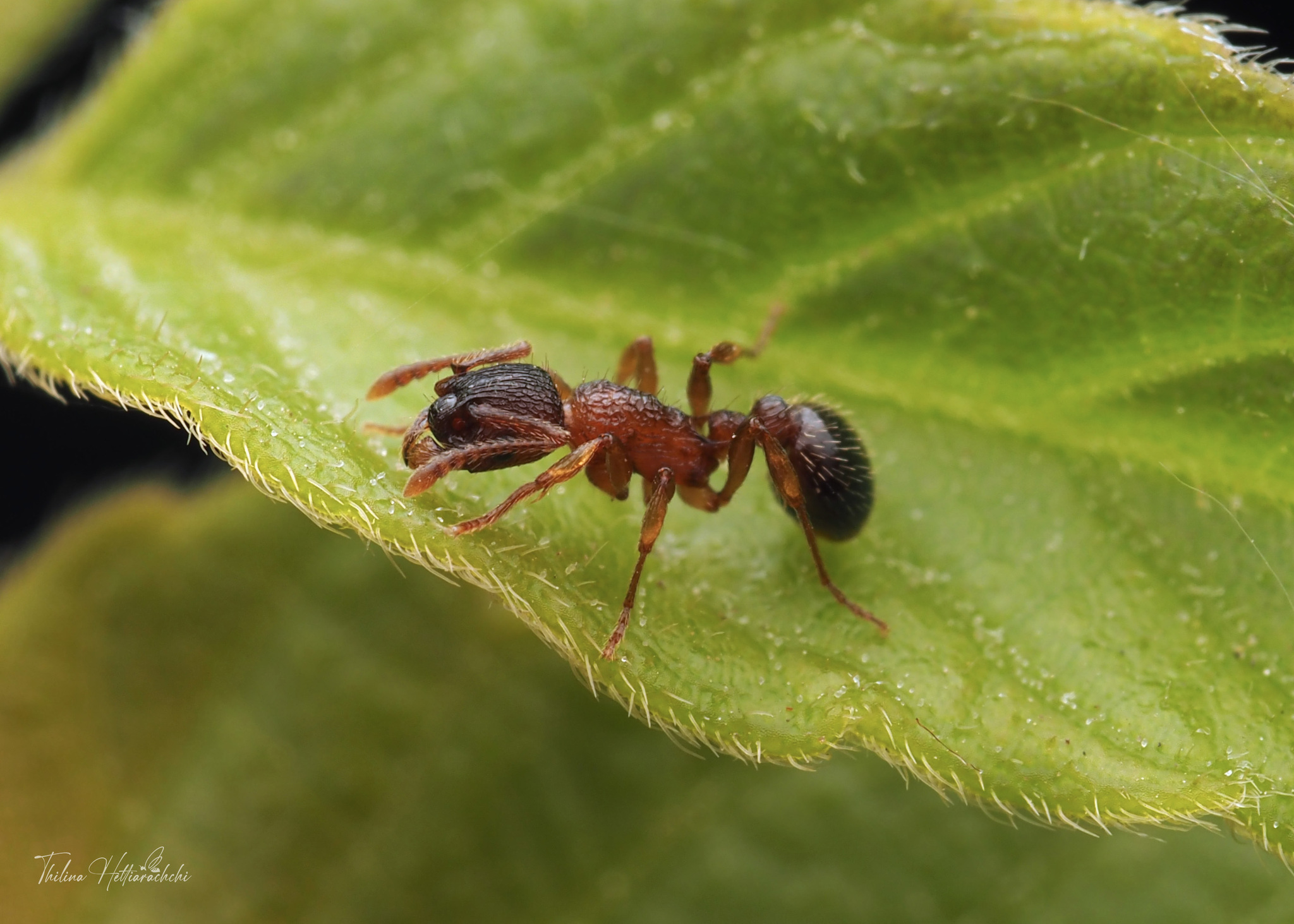 Myrmica nearctica