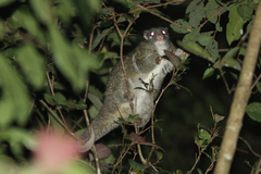 Pseudochirops archeri
