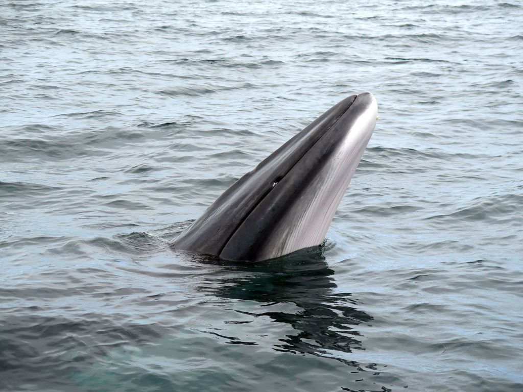 Common Minke Whale