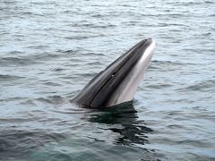 Common Minke Whale photo 4