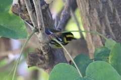 Setophaga townsendi