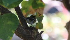 Setophaga townsendi