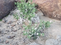Ambrosia ilicifolia