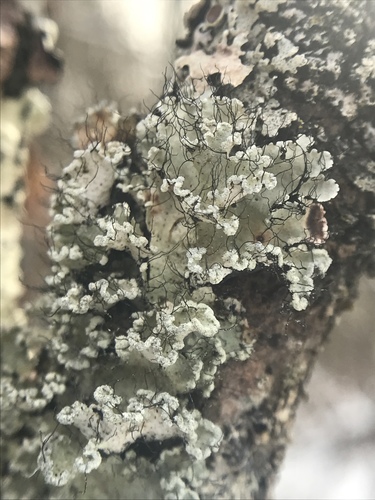 powdered ruffle lichen