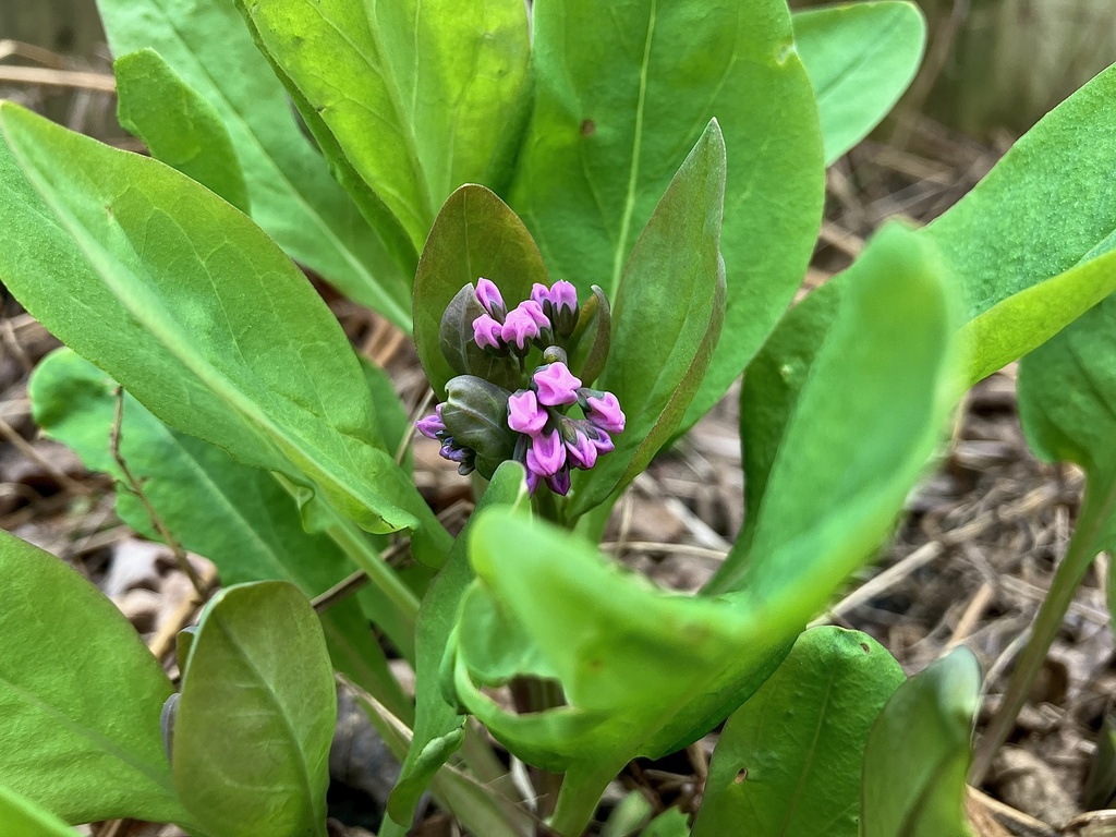Virginia bluebells from Belmont Rd, Hernando, MS, US on March 23, 2023