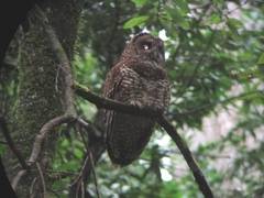 Strix occidentalis caurina
