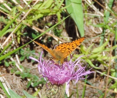 Argynnis niobe