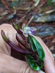 Grass-leaved orchid (Psilochilus)