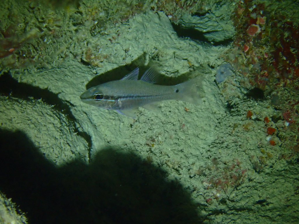 Eyeshadow cardinalfish (Pristiapogon exostigma) — Apogonidae