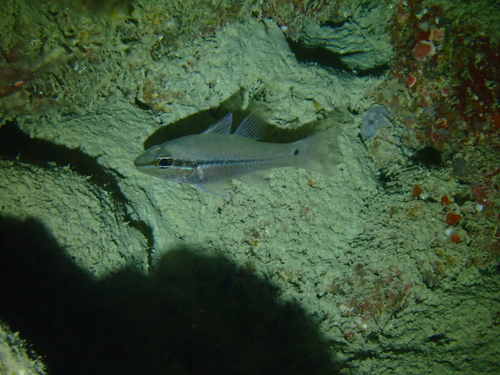 Eyeshadow cardinalfish (Pristiapogon exostigma) — Apogonidae