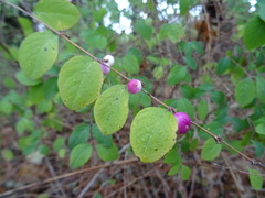Symphoricarpos doorenbosii
