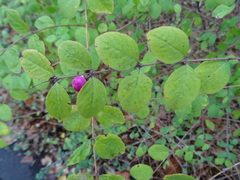 Symphoricarpos doorenbosii