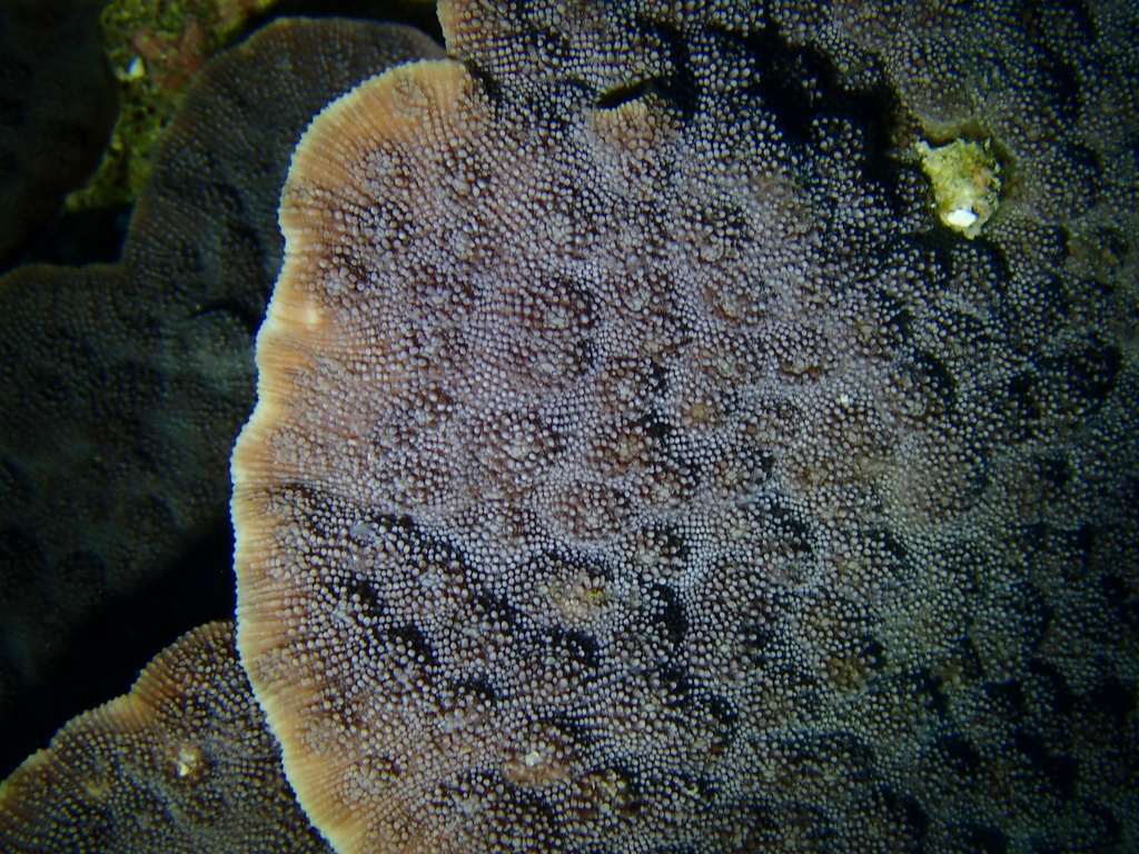 Hedgehog coral
