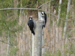 Melanerpes formicivorus flavigula