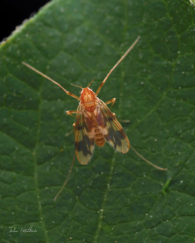 Rheopelopia paramaculipennis
