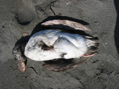 Fratercula corniculata