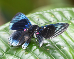 Lyropteryx apollonia