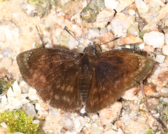 Nisoniades