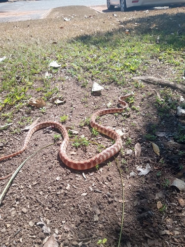 Brown Tree Snake sighting
