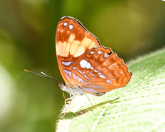 Adelpha irmina