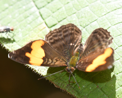 Adelpha irmina