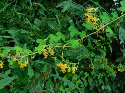 Tropaeolum argentinum