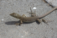 Cnemidophorus murinus