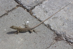 Cnemidophorus murinus