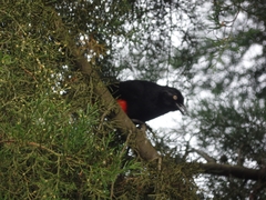 Hypopyrrhus pyrohypogaster