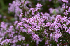 Erica umbellata